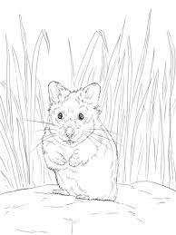 Hamster Ausmalbilder Ausmalbilder Hamster Ausmalbilder Ausmalen Vorlagen Zum Ausmalen