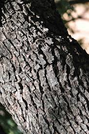 Image result for Searsia leptodictya