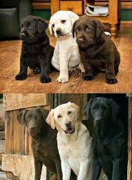 Dogs Cute Dogs Baby Animals Cute Animals