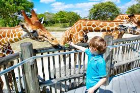 Beyond recreation, other functions of zoos include research, education, and conservation. All You Need To Know About Dubai Zoo Park Property Map Blog