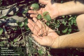 Image result for Centella glabrata