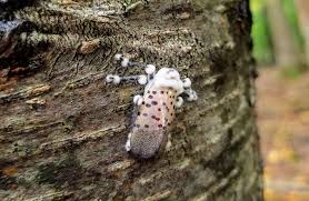 These flies like to catch a ride on shipments coming over to the us on trucks, boats and can hide in once april rolls around the eggs hatch and the young nymphs emerge as a black and white. Humans Can T Manage This Invasive Fly But A Mind Controlling Fungi Might
