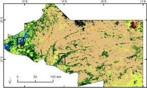 Image result for Eriocephalus luederitzianus