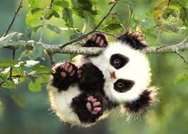 صور باندا panda رمزيات دب باندا كيوت وحزين baby animals pictures cute baby animals baby animals