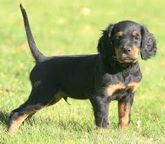 Maybe you would like to learn more about one of these? Gordon Setters For Adoption L2sanpiero
