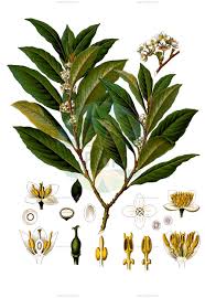 Image result for Lauraceae