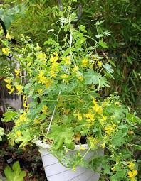 Maybe you would like to learn more about one of these? 24 Best Vines For Containers Climbing Plants For Pots Balcony Garden Web