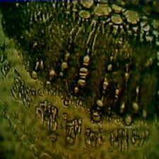 Image result for Rhynchosia sublobata