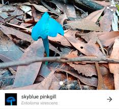 Image result for Melhania virescens