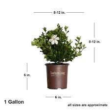 Image result for Gardenia