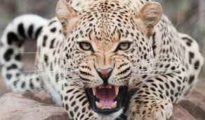 The leopard (panthera pardus) is one of the five extant species in the genus panthera, a member of the cat family, felidae. Leopard Kak Vyglyadit I Gde Zhivet Opasnost Dlya Cheloveka