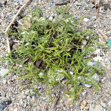 Image result for Coronopus integrifolius