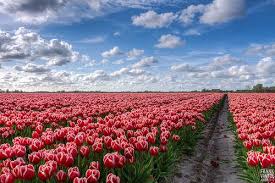 Bollenveld Met Tulpen Zijldijk Groningen Flower Field Landscape Photography Tulips