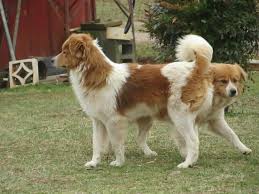 Lancaster puppies pairs english shepherd breeders with great people like you. The Irresponsible Public Shelters A Group Of English Shepherds In Nc Yesbiscuit