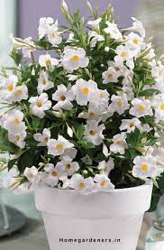 Pin On Gardening Ideas