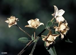 Image result for Hibiscus vitifolius