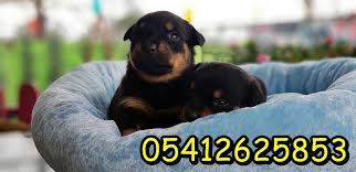 Macar Rottweiler Rottweiler Yavrulari Rottweiler Kopek