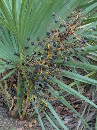 Image result for Sabal etonia