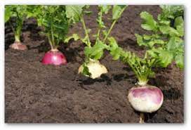 Tips For Planting Turnips Growing Turnips Backyard Vegetable Gardens Edible Plants