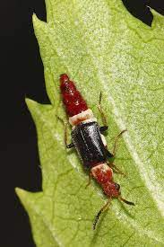 Soft Winged Flower Beetle 2872 Beetle Insects Wings