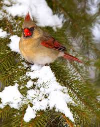 Kardinal Kusu Beautiful Birds Cardinal Birds Pretty Birds