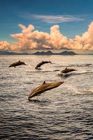 Gulet Victoria By Yacht Boutique Luxury Family And Friends Holiday In Mediterranean Sea Italy Spain France And Greece Ocean Animals Ocean Creatures Dolphins