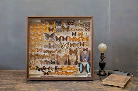 Maybe you would like to learn more about one of these? Vintage Preserved Butterfly Taxidermy Factory 20