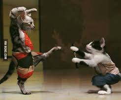 Similar to the spirit system of its predecessor, it limited the use and effectiveness of special attacks. Karate Cats 9gag