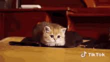 Kitten Pounce Gifs Tenor Aladdin animation movie hindi dubbed after effects text animation presets download all animated movies coming out in 2020 all animated movies download in hindi hd after effects text animation key frames all adventure animation movies after effects ui animation plugin all.