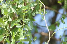 Image result for Cocculus hirsutus