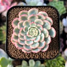 Image result for Humularia minima