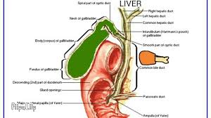 Check spelling or type a new query. Biliary System Explained Anatomy Physiology Youtube