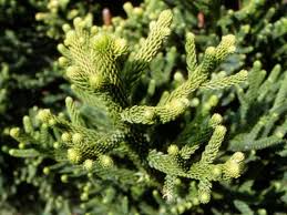 Image result for Araucaria cunninghamii