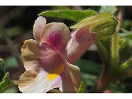 Image result for Hippocratea parviflora