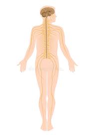 Image result for Peripheral Nervous System