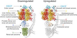 Check spelling or type a new query. The Role Of Mitochondrial Atp Synthase In Cancer