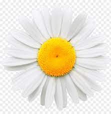 Daisy flower clipart black and white png, transparent png. Daisy Flower Crown Tumblr Transparent Daisy Png Transparent Background Png Image With Transparent Background Toppng