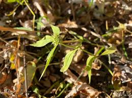 Image result for Spermacoce latituba