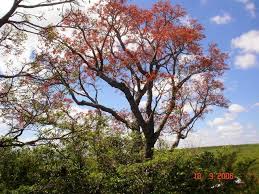 Image result for Erythrina falcata
