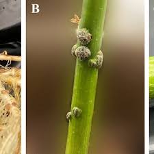 Image result for Aeschynomene sp. B