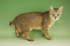 Pixie Bob Cat Breed Profile And Facts