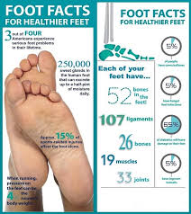 Insertions of the extrinsic foot muscle tendons on the plantar surface of the foot. The Foot Is One Of The Most Overworked Dr Ebonie Vincent Dpm Mbms Facebook