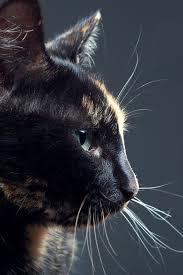 Why Is My Cat Staring At The Wall In 2020 Cute Funny Animals Cats Cute Cats