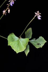 Image result for Dolichos trilobus