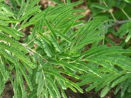 Image result for Acacia robusta