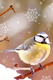 Vogel Im Winter Vogel Im Winter Winter Bilder