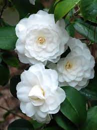 Camellia White By The Gate Shrubs Flowers Flower Landscape Camellia Flower