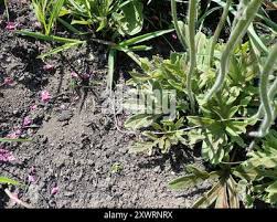 Image result for Pelargonium luridum