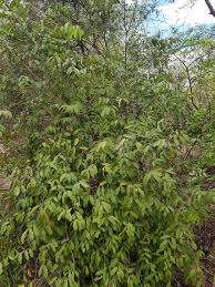 Image result for Salacia madagascariensis
