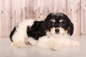 Foxglove farm, the home of absolutely gorgeous cavachon and cavapoo puppies. Tulip Female Cavachon For Sale In Columbus Ohio Classified Americanlisted Com